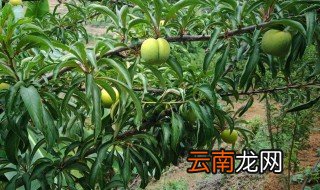 蜂糖李的培植方法 蜂糖李怎么种