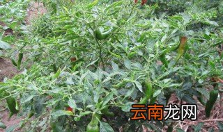 青尖椒种植方法 如何种植青尖椒