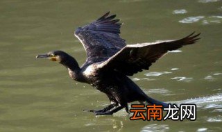 老鸹是什么鸟 老鸹属于什么种类的鸟