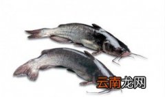 鮰鱼是什么鱼 鮰鱼属于什么鱼