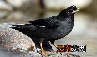 八哥鸟繁殖方法 八哥繁殖方式是什么