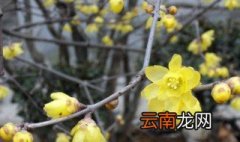 腊梅的过冬方法 北方腊梅怎样过冬