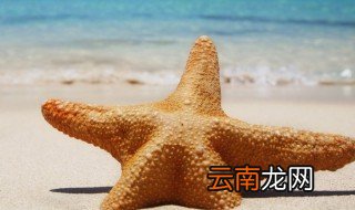 海星是不是肉食动物 海星是肉食动物