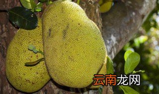 菠萝蜜是啥 菠萝蜜属于什么水果