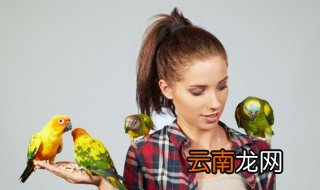 如何养小鸟 怎么养小鸟