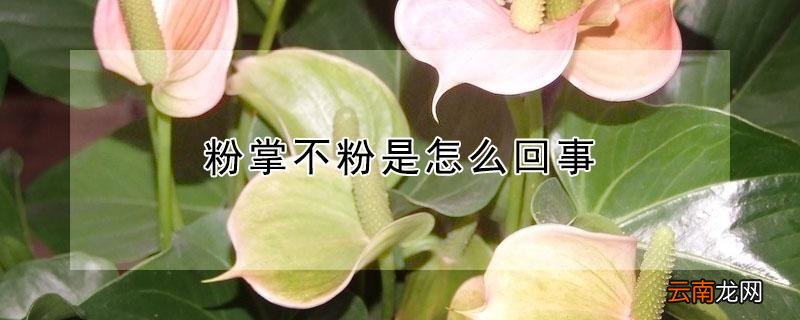 粉掌颜色为什么不粉 粉掌不粉是怎么回事