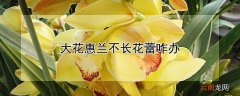 大花惠兰不长花蕾咋办 大惠兰掉花苞