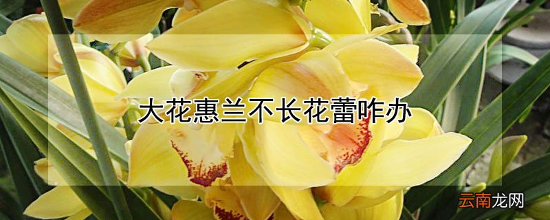 大花惠兰不长花蕾咋办 大惠兰掉花苞