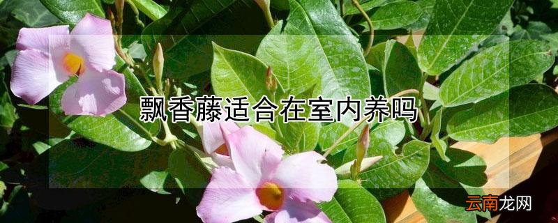 飘香藤适合在室内养吗有毒吗 飘香藤适合在室内养吗