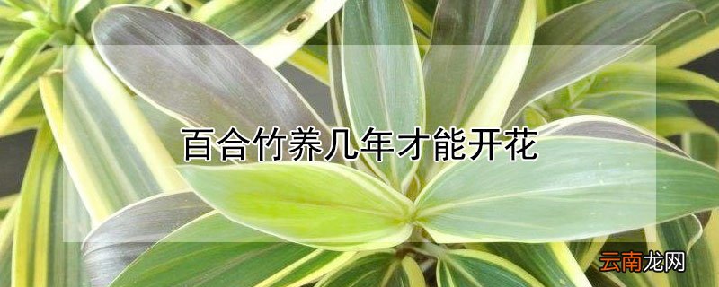 百合竹能活几年 百合竹养几年才能开花