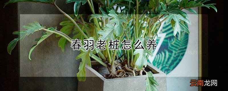 春羽老桩能栽活吗 春羽老桩怎么养