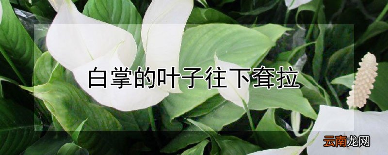 白掌叶片耷拉 白掌的叶子往下耷拉