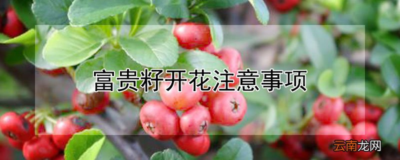 富贵籽开花注意事项 富贵籽开的花