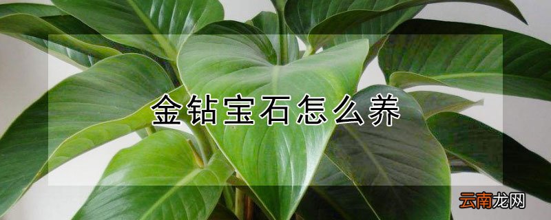 金钻宝石怎么养 金钻宝石怎么养护