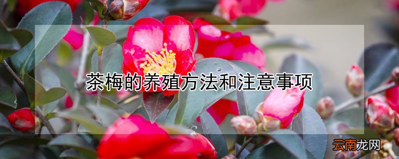 地栽茶梅的养殖方法和注意事项 茶梅的养殖方法和注意事项