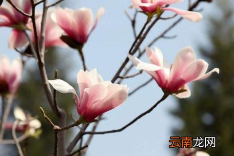 旱莲叶子发黄怎么办 旱莲叶子黄了怎么办