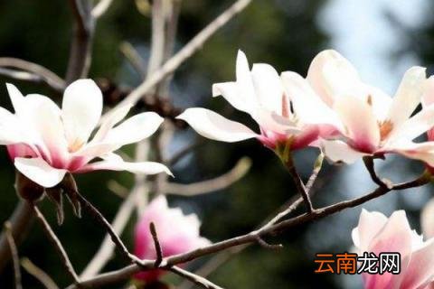 旱莲叶子发黄怎么办 旱莲叶子黄了怎么办
