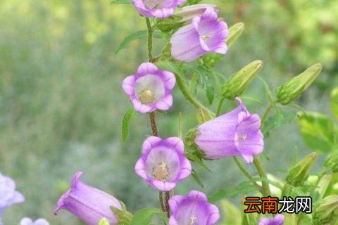 盆栽风铃草的养殖方法 风铃草的养殖方法