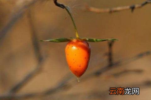 金弹子种子怎么催芽 金弹子怎么播种种子