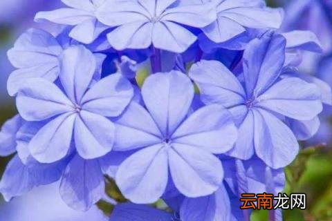 蓝雪花冬天要把头都剪掉吗?为什么要这样做? 蓝雪花冬天要把头都剪掉吗