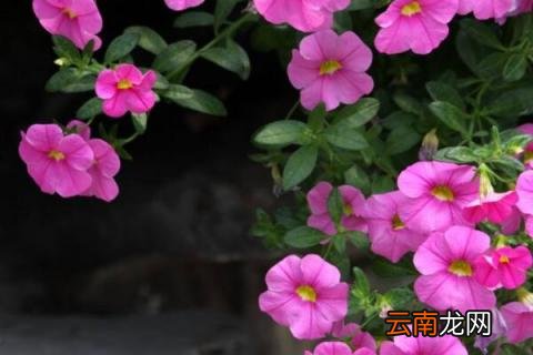 舞春花浇灌方法 舞春花怎么浇水