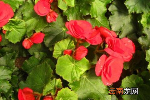 丽格海棠叶子上有霉斑 丽格海棠叶子长斑是怎么回事