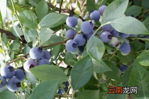 蓝莓怎么过冬 北方蓝莓怎么过冬