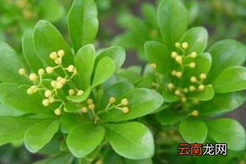 冬天如何养米兰 家养米兰怎样过冬