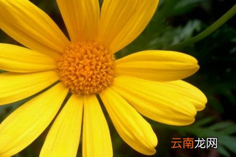 黄金菊用什么土种植 黄金菊花怎么种植方法