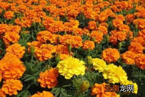 孔雀菊的养殖方法 孔雀菊怎么种植