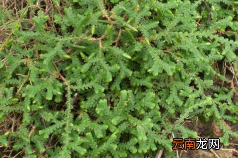 卷柏的种植方法 伏地卷柏家里怎么种植