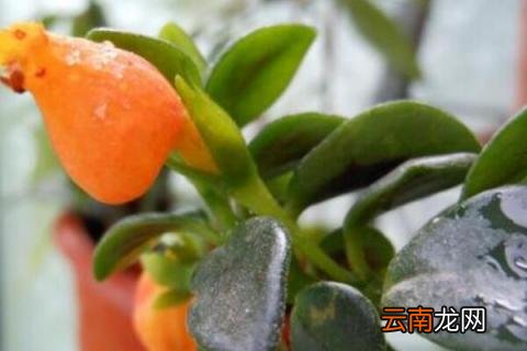 金鱼吊兰叶子变薄是怎么回事 金鱼吊兰叶片薄什么原因