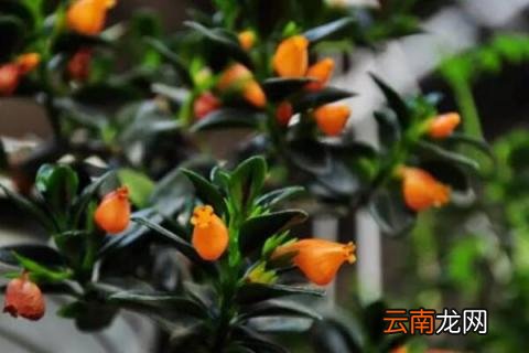 金鱼吊兰干枯怎么挽救 金鱼吊兰干枯了怎么办