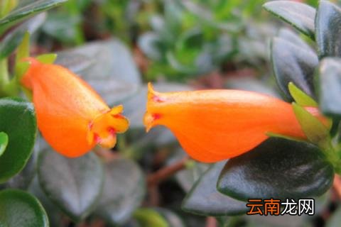 金鱼吊兰干枯什么原因 金鱼吊兰枯萎怎么回事