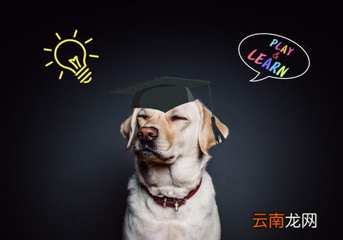 狂犬疫苗超过48小时打有效果吗 超过打狂犬疫苗48小时内有效吗