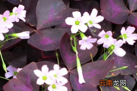 紫蝴蝶花怎么养啊 三叶草紫蝴蝶花怎么养