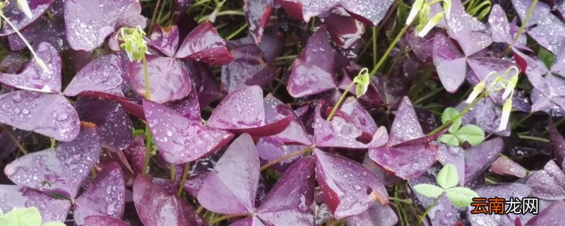 紫蝴蝶花怎么养啊 三叶草紫蝴蝶花怎么养
