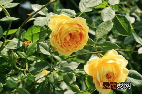 小欧月的养殖方法 欧月玫瑰如何养殖