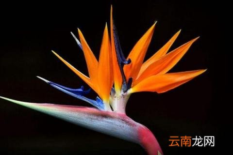 夏天天堂鸟黄叶是怎么回事 天堂鸟夏季黄叶了怎么办