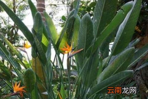 夏天天堂鸟黄叶是怎么回事 天堂鸟夏季黄叶了怎么办
