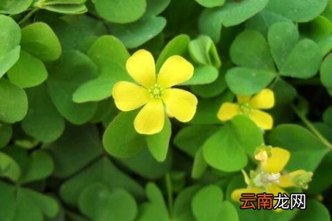 酢浆草如何水养 酢浆草的养殖方法和注意事项