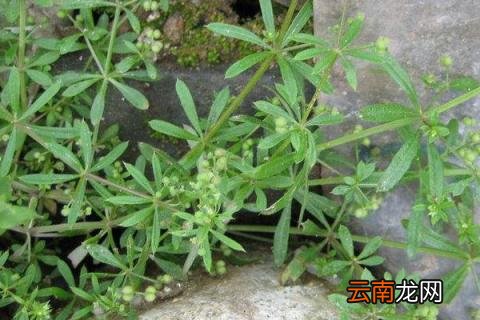 花盆里的草怎么处理 如何彻底清除花盆里的草