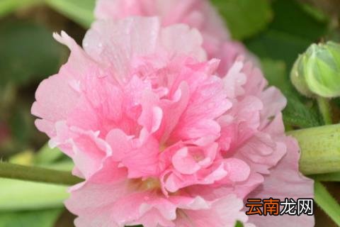 蜀葵过冬前该怎么处理 蜀葵冬天落叶吗
