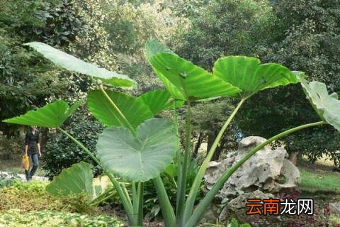 大野芋怎样盆养 大野芋怎么养