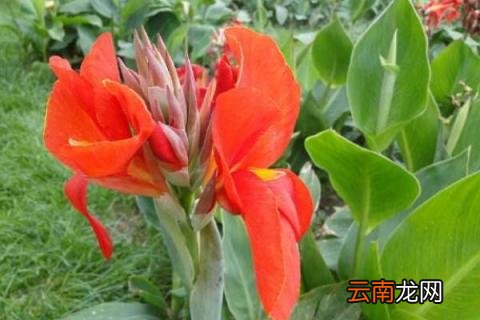 美人蕉冬季可以种植吗 盆栽美人蕉怎样过冬