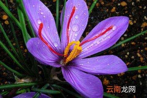 水培藏红花怎么养殖 藏红花养殖技术