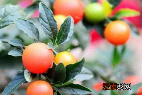 四季果冬季怎么管理 四季果养殖与注意事项