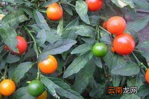 四季果冬季怎么管理 四季果养殖与注意事项