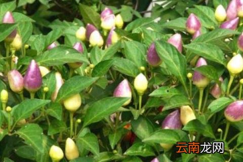 五彩椒盆栽需要打顶吗? 五彩椒盆栽打顶么