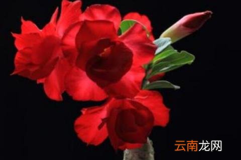 沙漠玫瑰提根时间 沙漠玫瑰几天发根